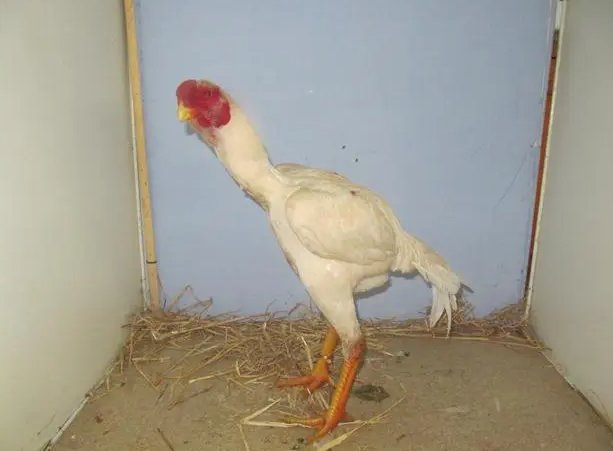 Giống Gà Chọi Dũng Mãnh Nhất