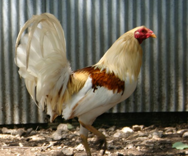 Giống Gà Chọi Dũng Mãnh Nhất