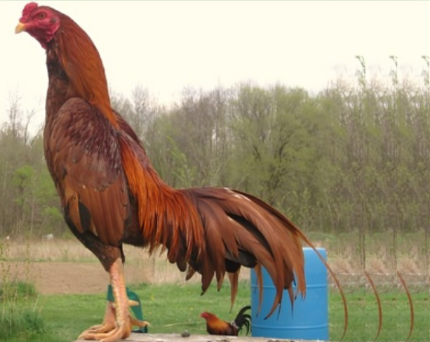 Giống Gà Chọi Dũng Mãnh Nhất