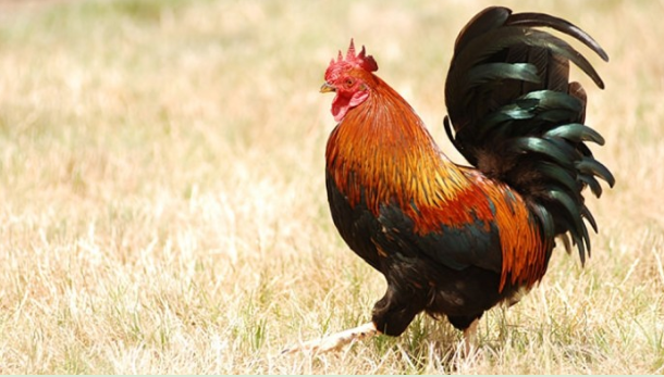 Giống Gà Chọi Dũng Mãnh Nhất