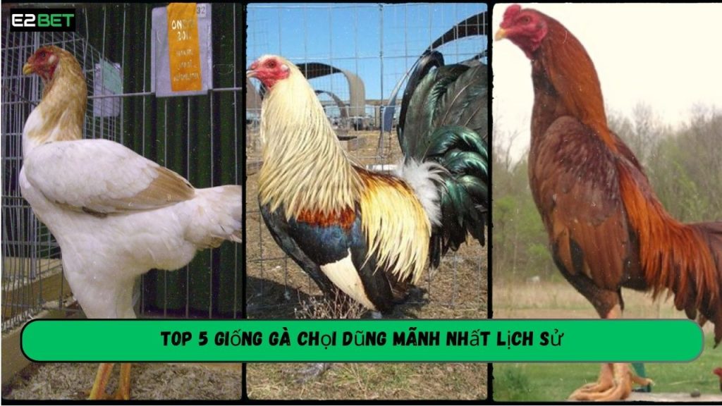 Giống Gà Chọi Dũng Mãnh Nhất